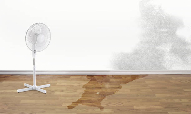 Best Carpet water damage restoration  in Fox Chase, PA